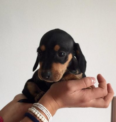 preciosos-salchicha-mini-dachshund-400-000