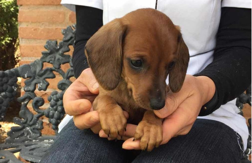 perritos-salchichas-dachshund-mini-400-000
