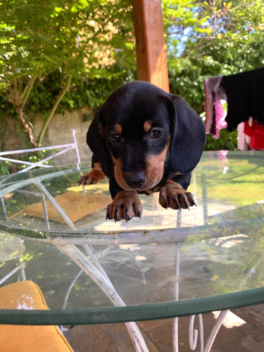 preciosos-cachorros-salchicha-dachshund-mini-400-000