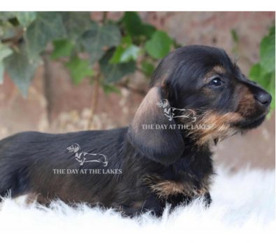 cachorros-salchichas-arlequin-plata-y-arlequin-chocolate-650-000