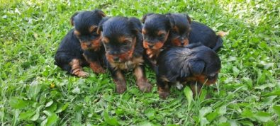 cachorros-yorkshire-terrier-inscritos-miniatu-750-000